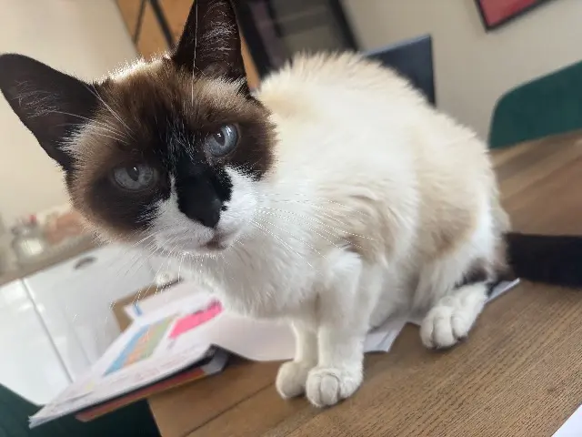 chat reunited   33480 Castelnau-de-Médoc Zouzou