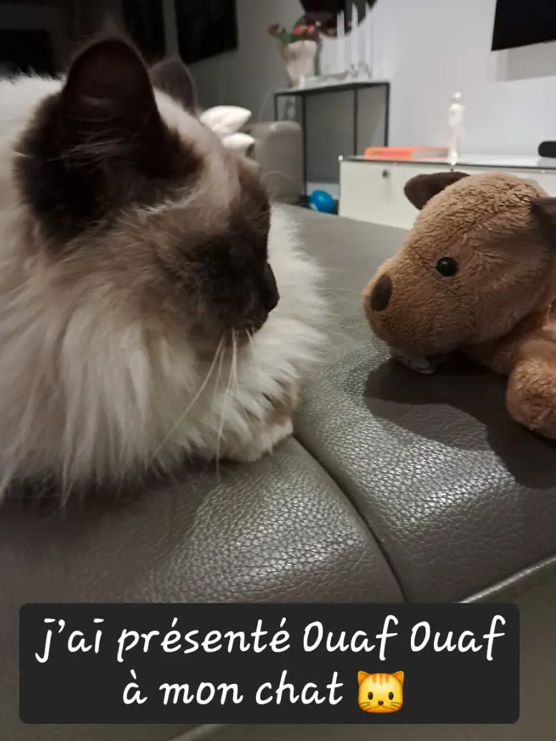 Chat Perdu 33 Gironde Chat Perdu 33 Gironde