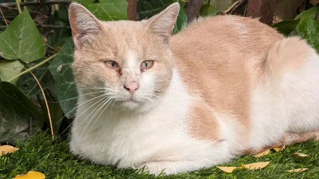 chat reunited   34500 Béziers Atipic