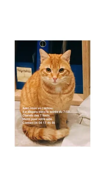 chat reunited   34300 Agde Cachou