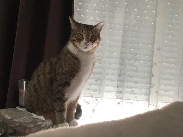 chat reunited   34500 Béziers Caramel