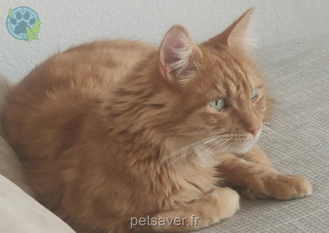 Chat Perdu 34 Hérault - Carrot Chat Perdu 34 Hérault - Carrot
