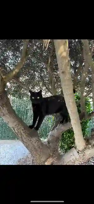Chat Trouvé 34 Hérault - Chamallow Chat Trouvé 34 Hérault - Chamallow