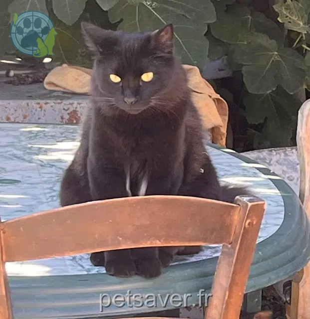chat reunited   34370 Maraussan Chat