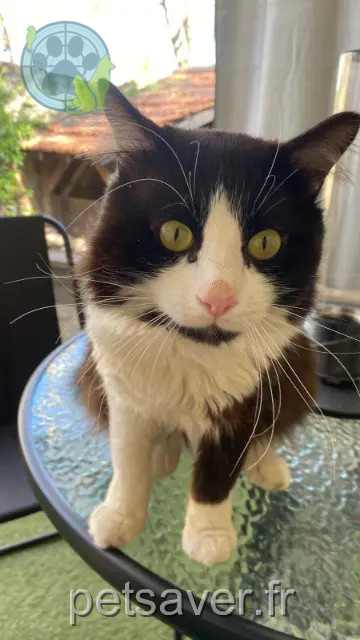 chat reunited 34820 Assas Chaton