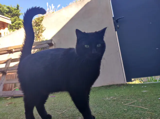 chat reunited   34400 Lunel Chocolat