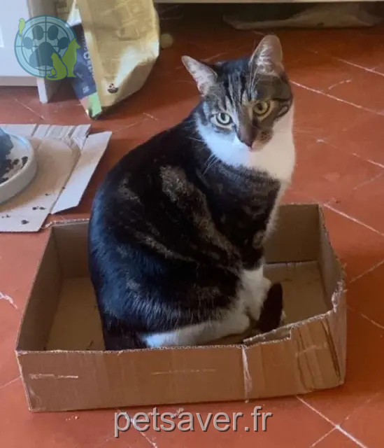 chat reunited   34120 Castelnau-de-Guers Conny