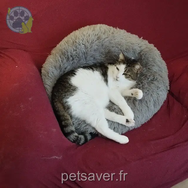 gatto reunited 34700 Lodève Cookie
