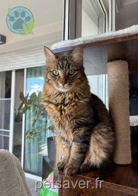 chat reunited   34800 Canet Crevette