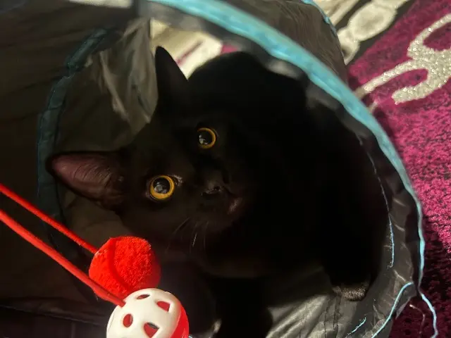 chat reunited   34500 Béziers Dobby