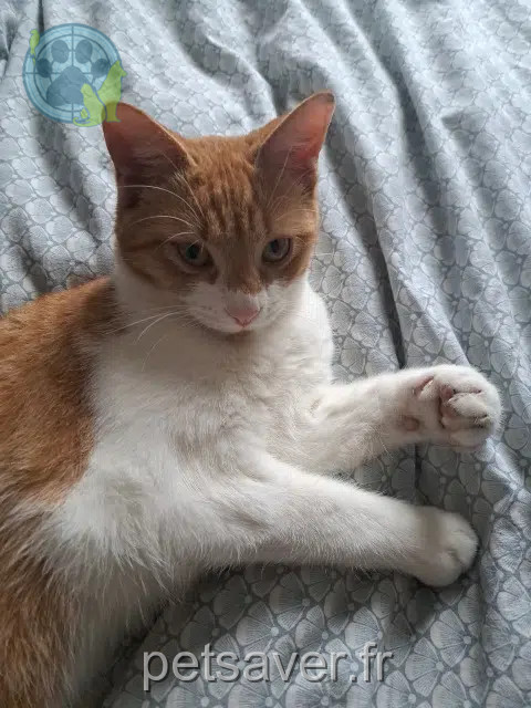 gato reunited   34110 Frontignan Finley
