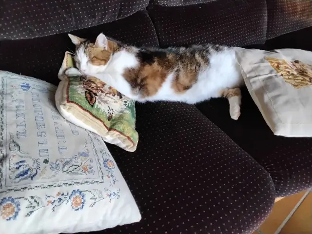 chat reunited   34160 Saint-Drézéry Gaspar