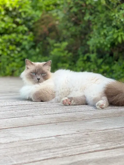 chat reunited   34290 Montblanc Gribouille