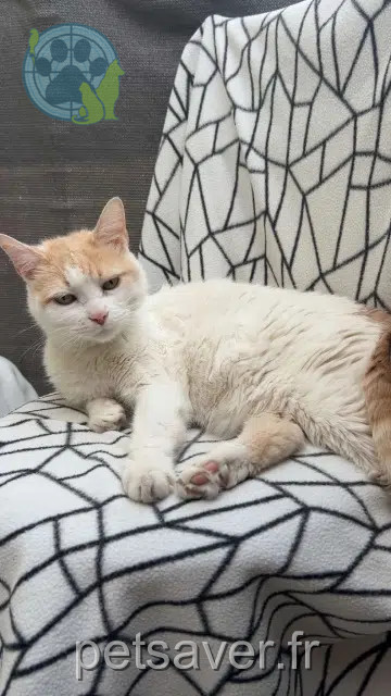 chat reunited 34500 Béziers Guess