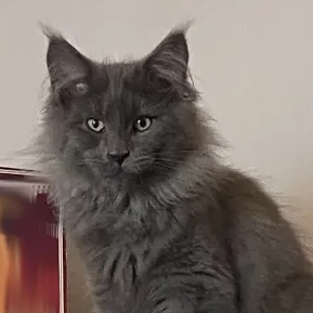 chat reunited   34310 Capestang Hiro