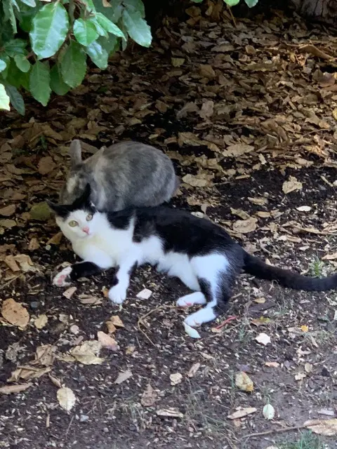 chat reunited   34740 Vendargues Jack