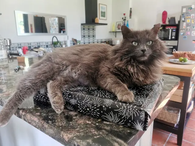 chat reunited   34120 Pézenas Jarod