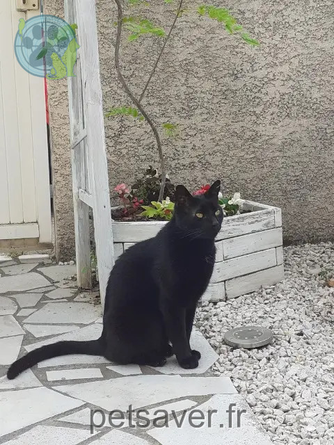 chat reunited   34300 Agde Kirikou
