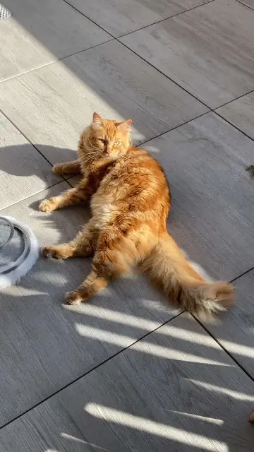 chat reunited   34350 Valras-Plage Loki