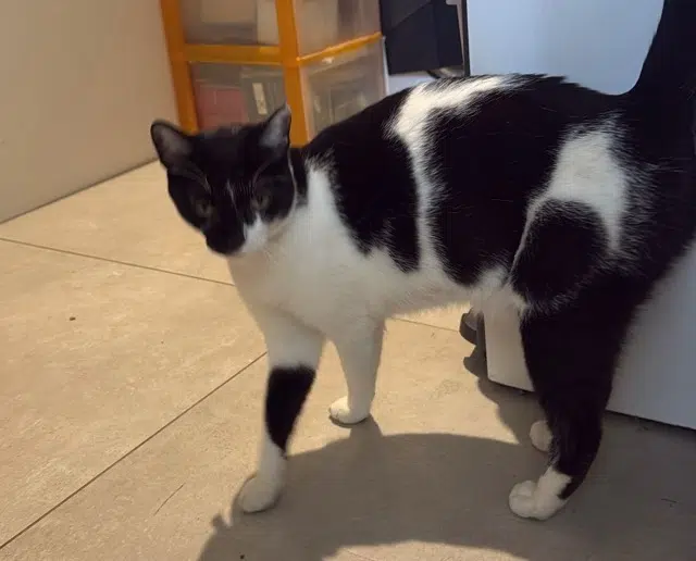 chat reunited   34430 Saint-Jean-de-Védas Lulu