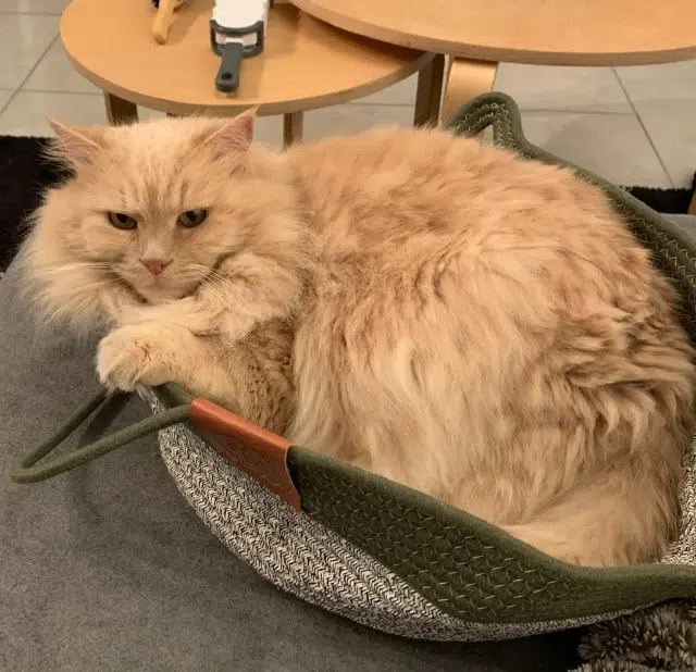 chat reunited   34820 Teyran Léonard