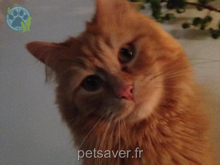 Chat Trouvé 34 Hérault Chat Trouvé 34 Hérault
