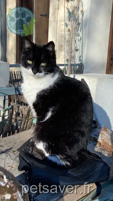 gatto reunited   34790 Grabels Malo