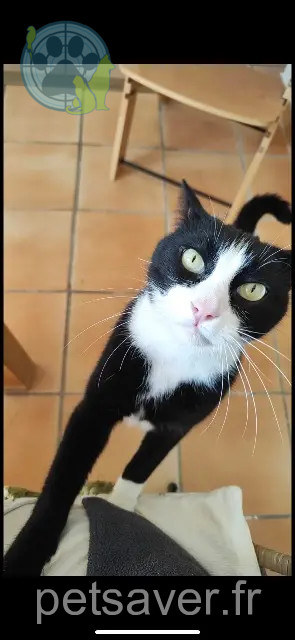 gatto reunited 34150 Saint-Jean-de-Fos Marlo
