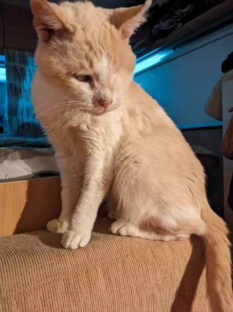 chat reunited   34120 Castelnau-de-Guers Meiko