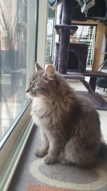 chat reunited   34290 Alignan-du-Vent Mizo