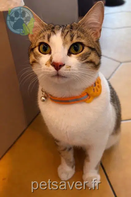 chat reunited    Montpellier Blaizou