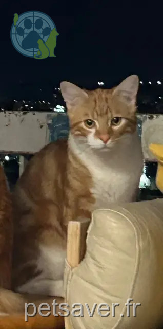 gatto reunited Montpellier Boruto