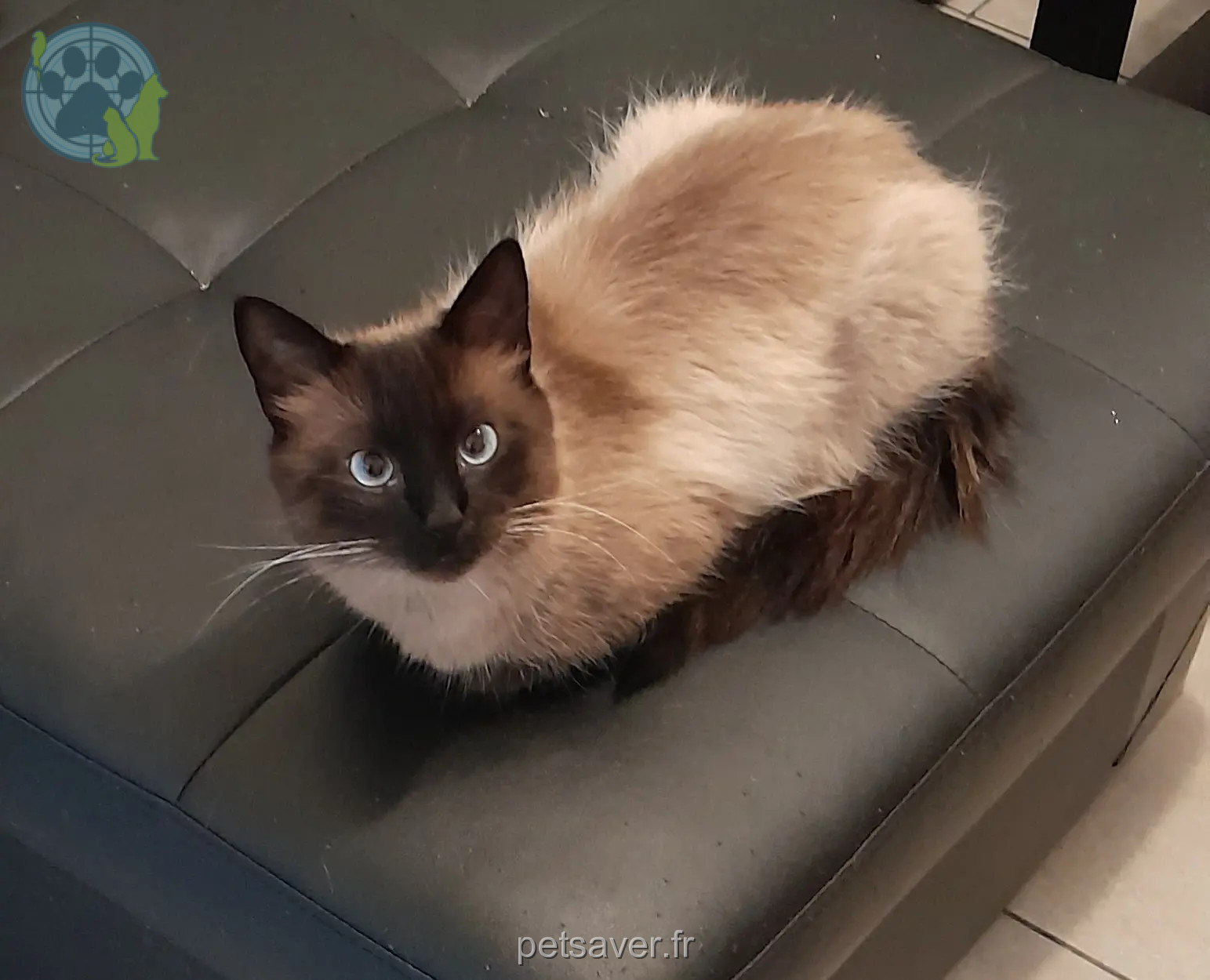 gato reunido La Marathonienne 34431 Montpellier Cacahuète gato reunited La Marathonienne 34431 Montpellier Cacahuète