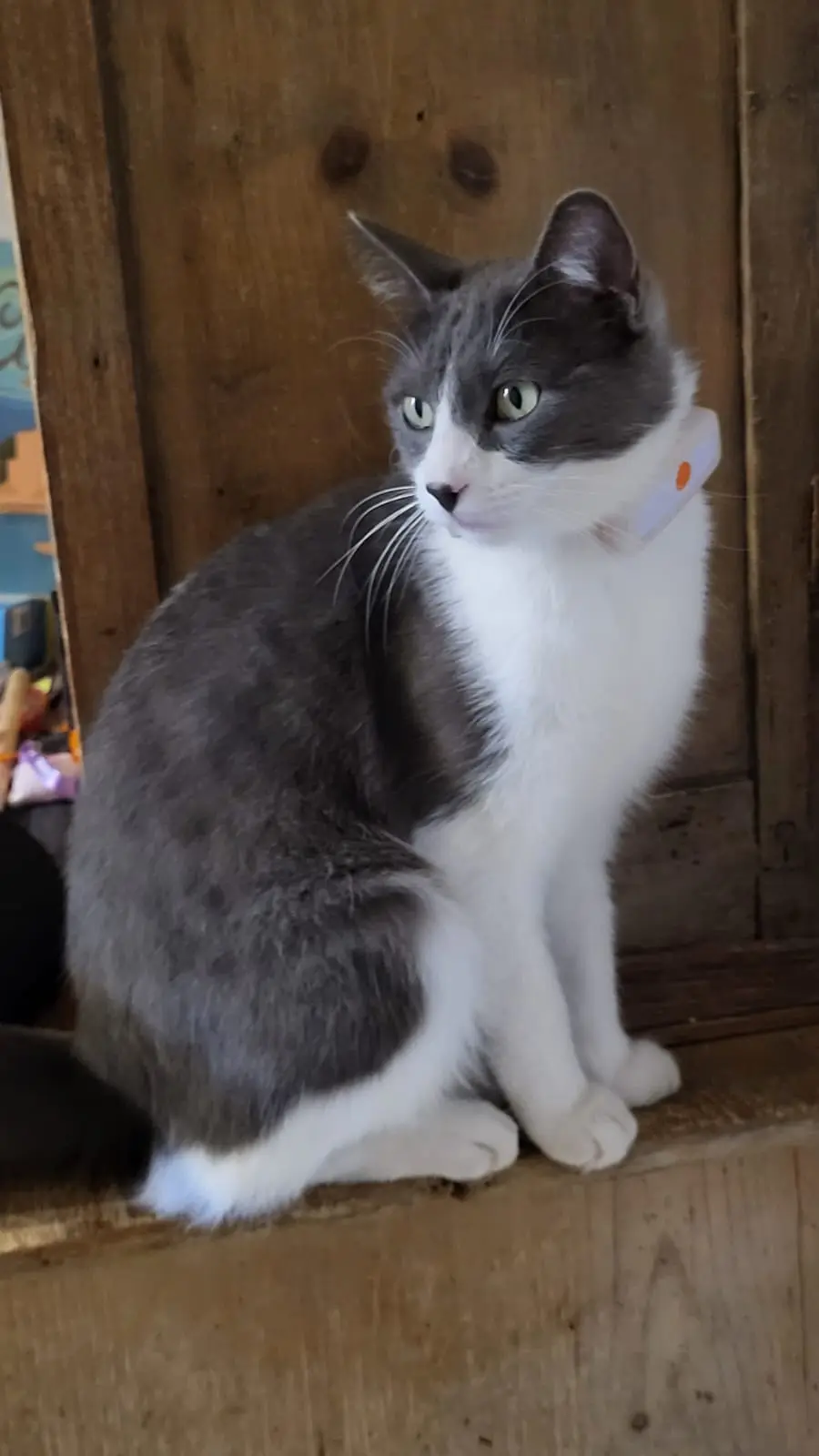 Chat Perdu 34 Hérault Montpellier Chat Perdu 34 Hérault Montpellier
