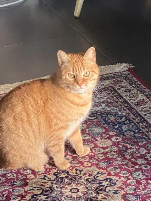 chat reunited    Montpellier Karma