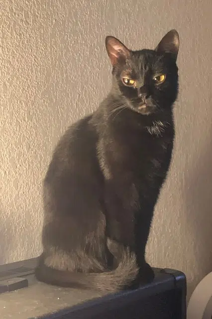 chat reunited    Montpellier Laszlo