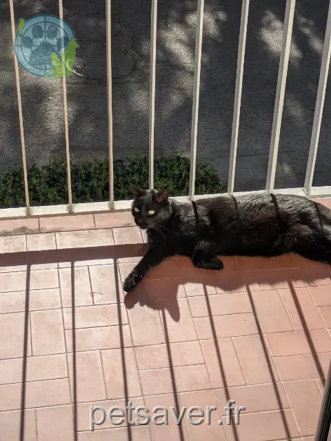 Kater reunited Montpellier Lewis