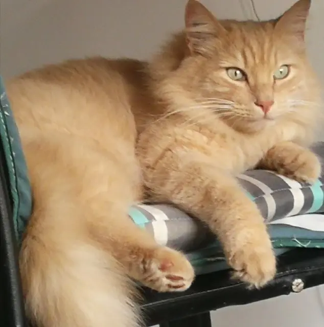 chat reunited    Montpellier Litchi