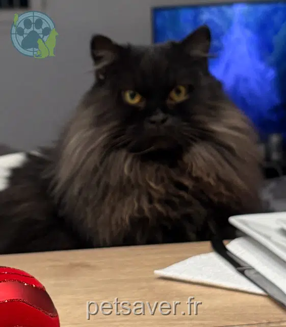 chat reunited Montpellier Locky