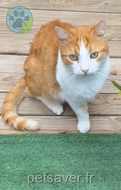 chat reunited    Montpellier Mango
