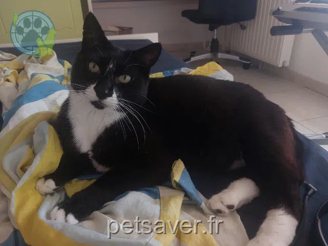 chat reunited Montpellier Mitsou