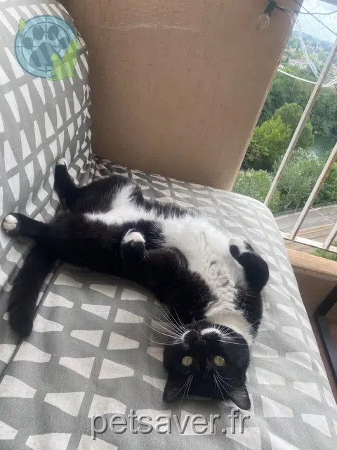 Kater reunited Montpellier Monsieurchat