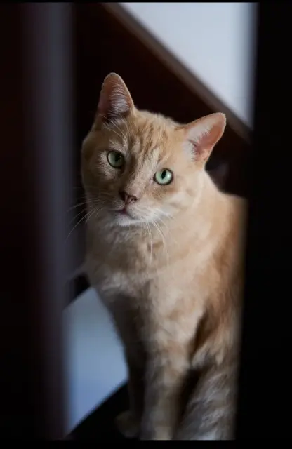 chat reunited    Montpellier Moumou