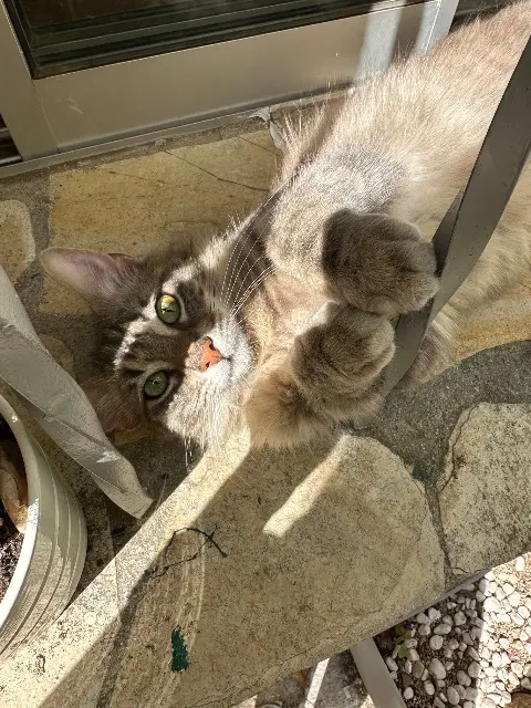 chat reunited    Montpellier Musky