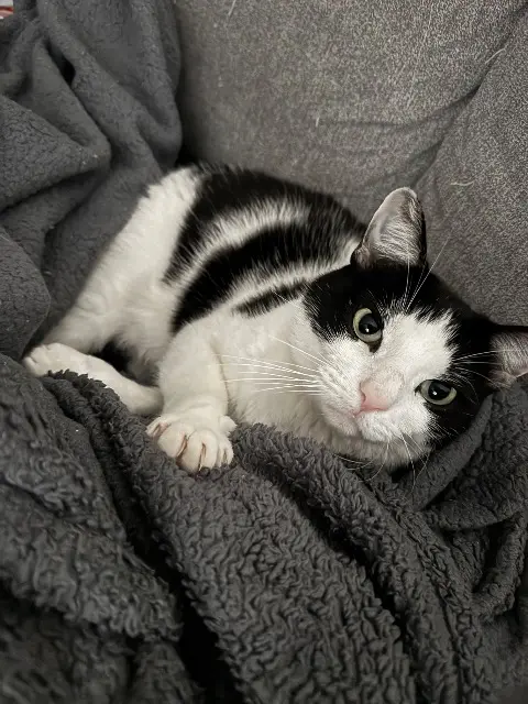 chat reunited    Montpellier Picky