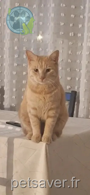 chat reunited Montpellier Pilouche