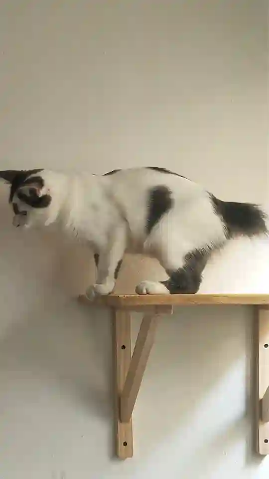 Chat Trouvé 34 Hérault Montpellier - Sir Chat Trouvé 34 Hérault Montpellier - Sir
