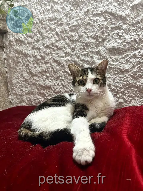 chat reunited Montpellier Timon