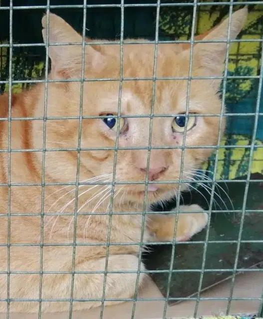 chat reunited    Montpellier Tinou