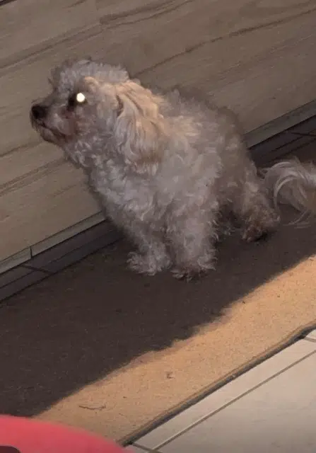 chat reunited   34140 Mèze Mozart